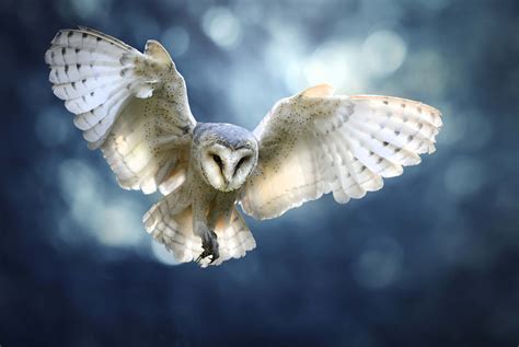 Wallpaper Mural - Flying owl - Photo Wallpaper