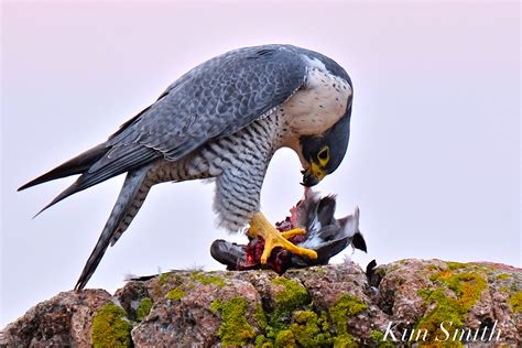 Peregrine Falcon Eating a Bird copyright Kim Smith | Kim Smith Films