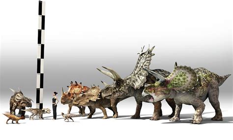 Size Comparison Of Various Ceratopsids Photograph by Jose Antonio Penas ...