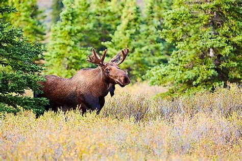 10 Most Dangerous Animals in Canada - WorldAtlas.com