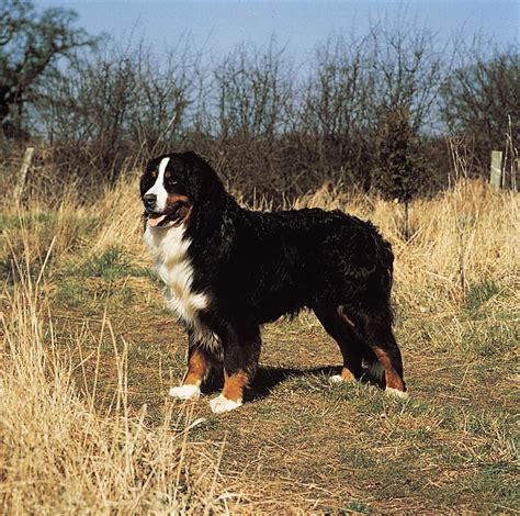 The dog in world: Bernese Mountain Dogs