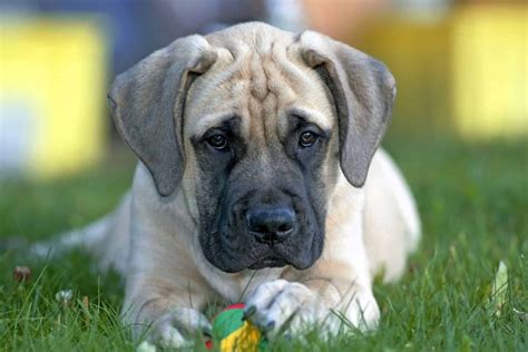 Mastiff inglês: conheça tudo sobre a raça de cachorro | DogHero