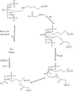 Aldolase - Proteopedia, life in 3D