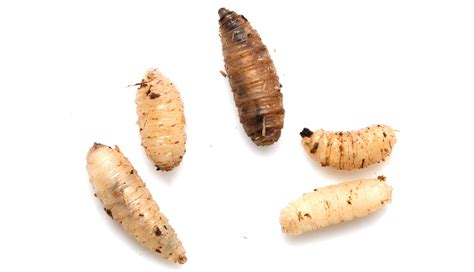 Where Do Maggots Come from and How to Get Rid of Them | EcoGuard