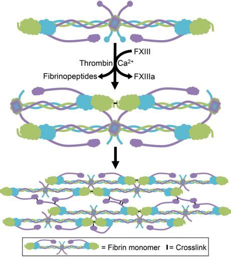 FXIIIa cross-linking during fibrin formation | Wolberg Lab