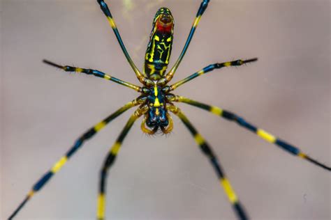 Giant spiders — as big as your hand — are headed for NYC, according to a local expert - silive.com