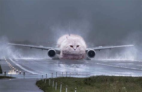 Cat Plane | Cats, Cute cat gif, Cat memes