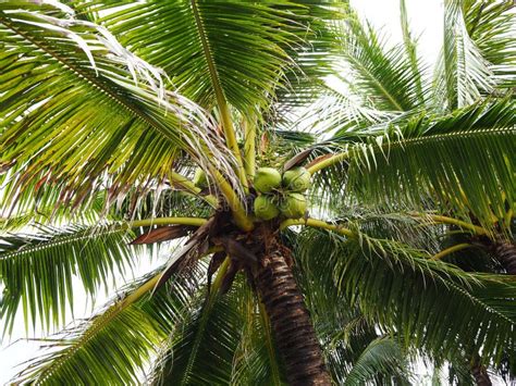 Green coconut stock image. Image of nature, cloud, milk - 93142689