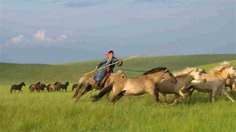 Horse-riding revival among Mongolian herders - CGTN