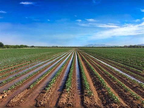 Center Pivot Irrigation Cotton