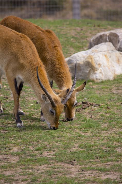 Red Lechwe Antelope Free Stock Photo - Public Domain Pictures