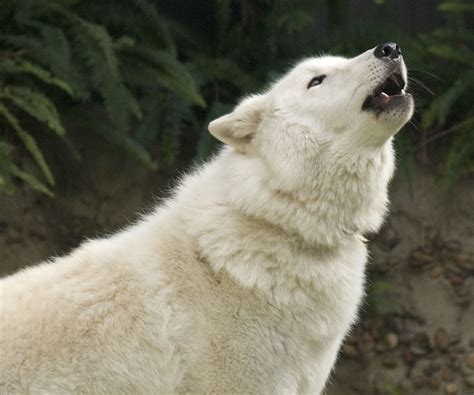 Wolves As Pets: Wolf Photo