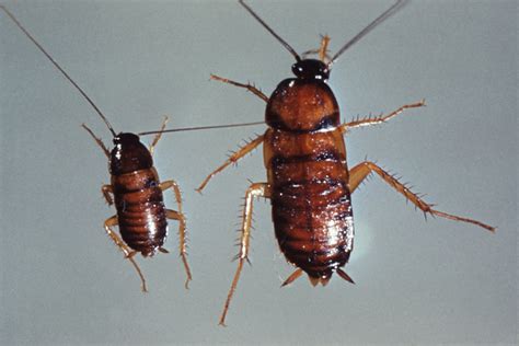 Public Domain Picture | This photograph of two nymph cockroaches was taken during a 1972 study ...