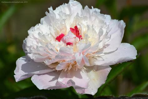 Pale Pink Peony by artamusica on DeviantArt