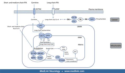 Disorders of lipid metabolism | MedLink Neurology