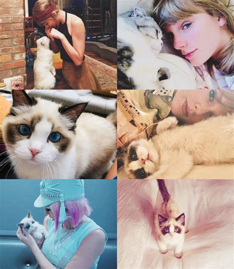 TAYLOR SWIFT CATS DAYS - Cats Photo (43071392) - Fanpop