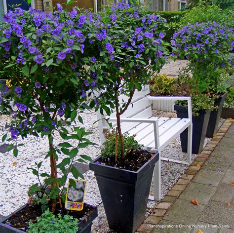 Blue_Potato_Vine_Solanum_rantonetti_Creeper_Flower_Plants_WWW ...