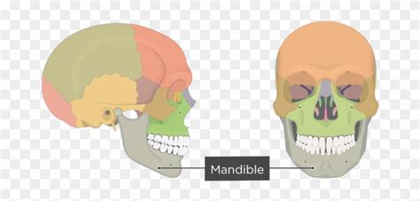 Mandible Bone - Overview - Colored - Skull Bone Markings, HD Png ...