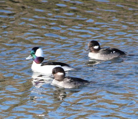 BirdCam on Cheltenham: Bufflehead ducks