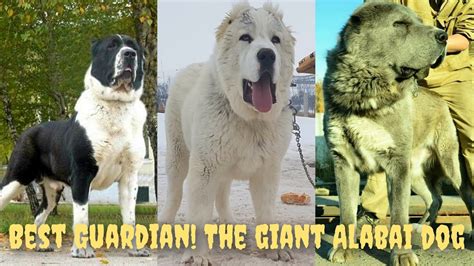 Alabai !The Strongest & Largest Dog in The World | Centeral Asian Shepherd Dog Breed | Alabay ...