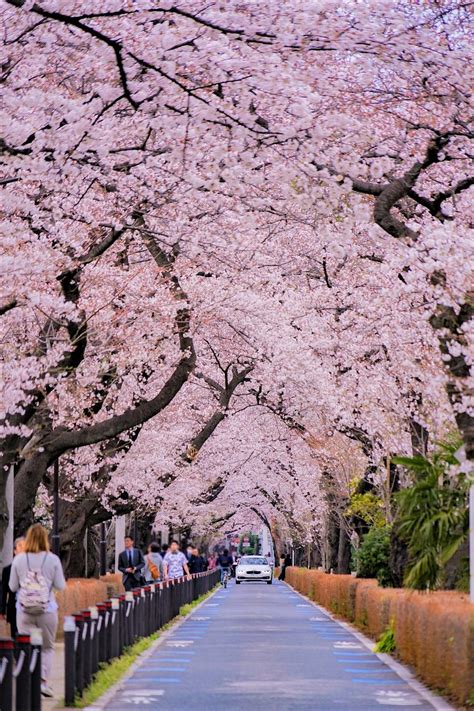 7 Hidden Cherry Blossom Spots in Tokyo - Japan Web Magazine