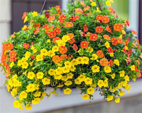 Hanging baskets: how to plant & maintain them - The English Garden