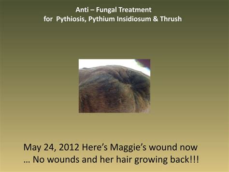 Pythiosis Treatment Before and After Results