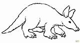Aardvark Coloring Page  Free Printable Coloring Pages sketch template