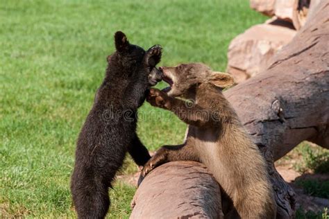 Playing Baby Bears stock photo. Image of bite, bears - 168261266