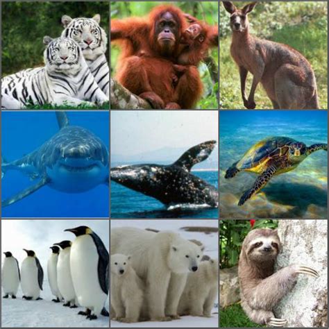 El Día : 10 Animales que estan en peligro de extinción