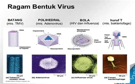 VIRUS : PENJELASAN, SEJARAH, CIRI-CIRI, JENIS, STRUKTUR, BENTUK ...