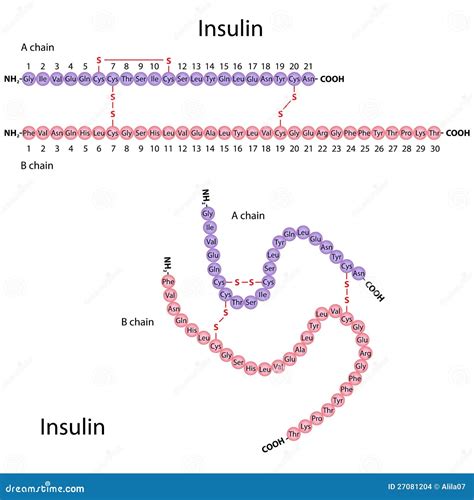 Insulin Diagram