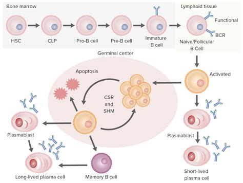 B cells: Types and Functions | Concise Medical Knowledge