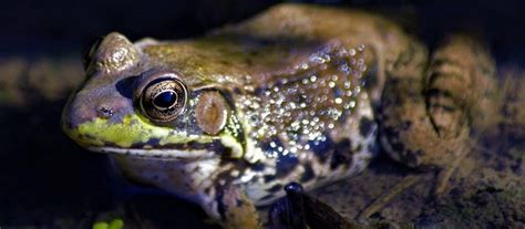 American Bullfrog Pet Care Guide for Beginners