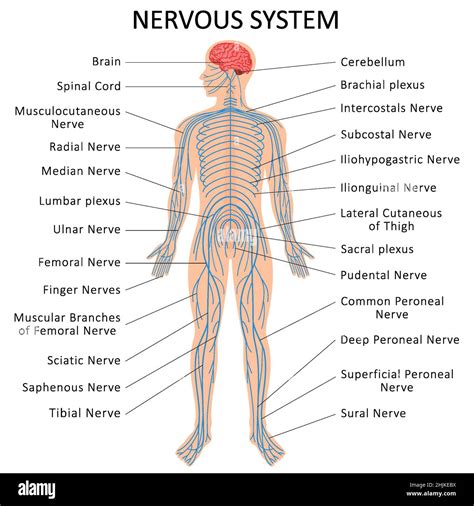 Human nervous system. Medical Education Chart of Biology for Nervous ...