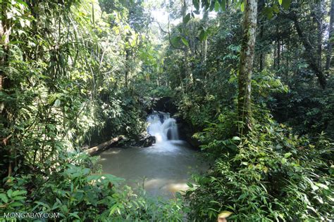 Tawau rainforest [sabah_tawau_0010]