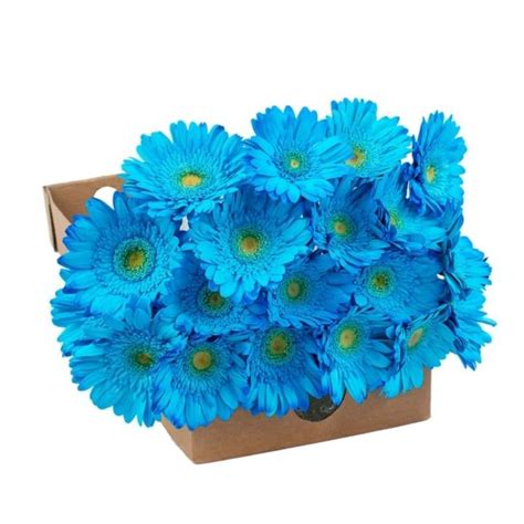 Blue Tinted Gerbera Daisies | Gerbera daisy, Gerbera, Daisy