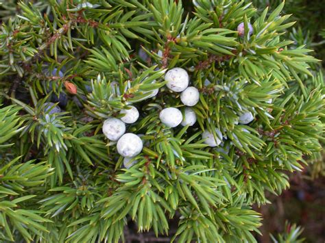 Juniperus communis (Cupressaceae) image 10782 at PhytoImages.siu.edu