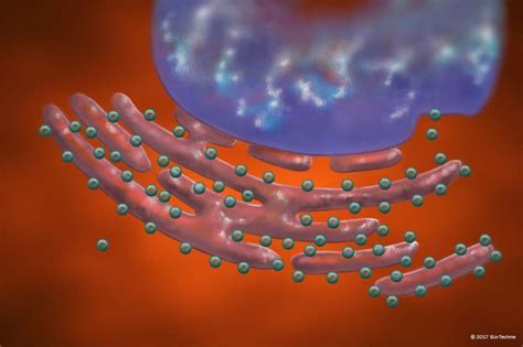 Organelles: Ribosomes: R&D Systems