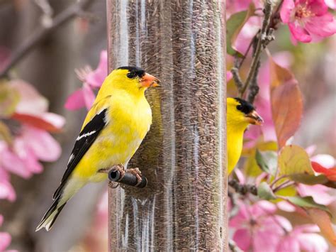 What Do American Goldfinches Eat? (Complete Guide) | Birdfact