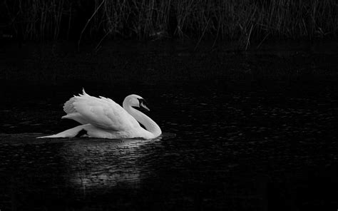 Black and lake, white swan wallpaper | Swan wallpaper, Mute swan, Swan