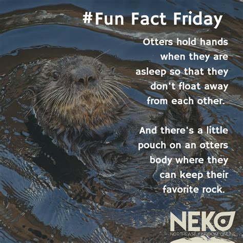 an otter floating in the water with its mouth open and captioning fun fact friday