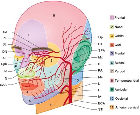 Muscle Anatomy, Body Anatomy, Human Anatomy, Relleno Facial, Nerve ...