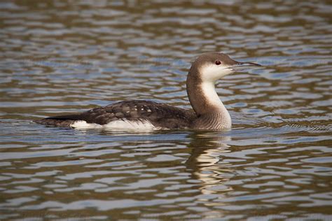 Photography - Bird | Wildlife | Nature - Christopher Taylor - Arctic Loon - San Simeon ...