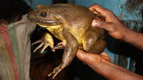 The Goliath Frog (the world’s largest species of frog) will construct ...