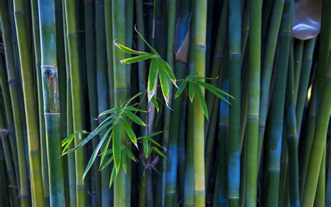 Black Bamboo Wallpapers - Top Free Black Bamboo Backgrounds - WallpaperAccess