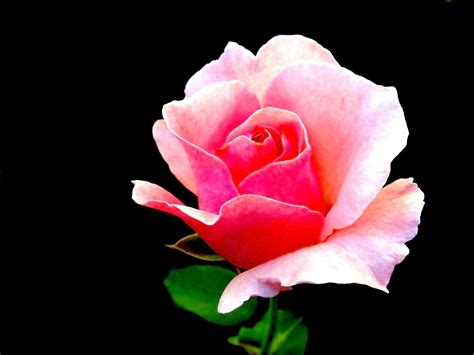 Free Small pink rose - rosebud Stock Photo - FreeImages.com