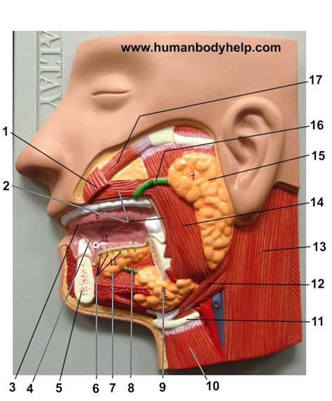 Salivary Glands – Human Body Help