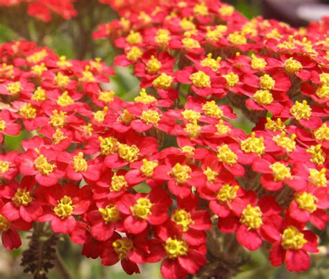 Yarrow Red Achillea Millefolium Rubrum Seeds