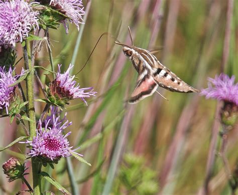 White-lined Sphinx Moth – Pic for Today